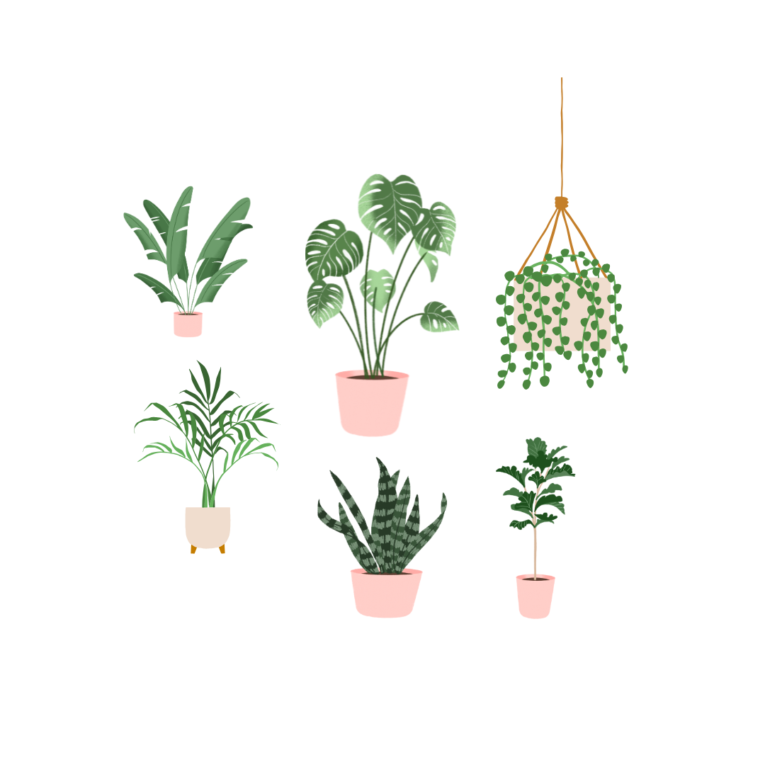 An indoor garden with various plants in a sunny room